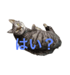 世界一かわいいそらくん（個別スタンプ：1）