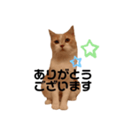 ねこのちろるのスタンプ（個別スタンプ：1）