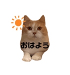 ねこのちろるのスタンプ（個別スタンプ：2）