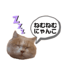 ねこのちろるのスタンプ（個別スタンプ：3）