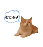 ねこのちろるのスタンプ（個別スタンプ：4）