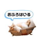 ねこのちろるのスタンプ（個別スタンプ：5）