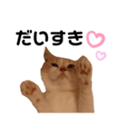 ねこのちろるのスタンプ（個別スタンプ：6）