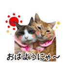 保護猫Familyスタンプ（個別スタンプ：1）