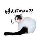保護猫Familyスタンプ（個別スタンプ：3）