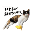 保護猫Familyスタンプ（個別スタンプ：4）