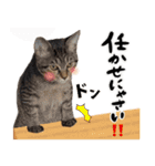 保護猫Familyスタンプ（個別スタンプ：5）