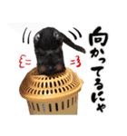 保護猫Familyスタンプ（個別スタンプ：7）