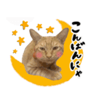 保護猫Familyスタンプ（個別スタンプ：8）