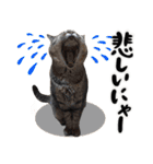 保護猫Familyスタンプ（個別スタンプ：11）