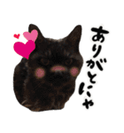 保護猫Familyスタンプ（個別スタンプ：12）