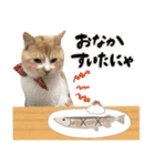 保護猫Familyスタンプ（個別スタンプ：15）