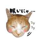 保護猫Familyスタンプ（個別スタンプ：16）