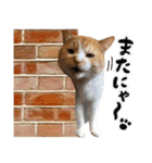 保護猫Familyスタンプ（個別スタンプ：17）