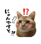 保護猫Familyスタンプ（個別スタンプ：18）