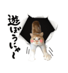 保護猫Familyスタンプ（個別スタンプ：20）