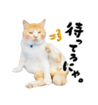 保護猫Familyスタンプ（個別スタンプ：21）