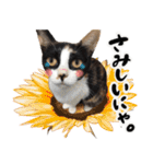 保護猫Familyスタンプ（個別スタンプ：22）