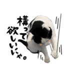保護猫Familyスタンプ（個別スタンプ：24）