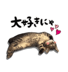 保護猫Familyスタンプ（個別スタンプ：25）