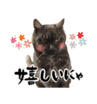 保護猫Familyスタンプ（個別スタンプ：26）