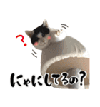 保護猫Familyスタンプ（個別スタンプ：28）