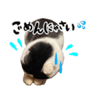保護猫Familyスタンプ（個別スタンプ：29）