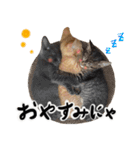 保護猫Familyスタンプ（個別スタンプ：30）