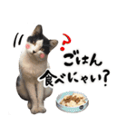 保護猫Familyスタンプ（個別スタンプ：31）
