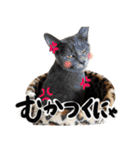 保護猫Familyスタンプ（個別スタンプ：32）