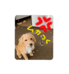 茶ベニ時々あーちゃん（個別スタンプ：5）