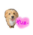 茶ベニ時々あーちゃん（個別スタンプ：9）