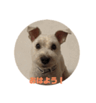 白シュナ  ジャッキー（個別スタンプ：2）