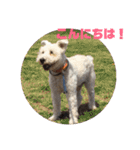 白シュナ  ジャッキー（個別スタンプ：3）