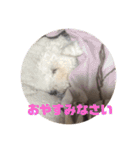 白シュナ  ジャッキー（個別スタンプ：6）