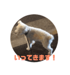 白シュナ  ジャッキー（個別スタンプ：8）