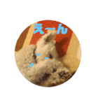 白シュナ  ジャッキー（個別スタンプ：12）