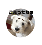 白シュナ  ジャッキー（個別スタンプ：14）
