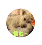 白シュナ  ジャッキー（個別スタンプ：15）