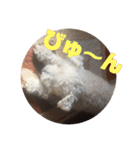 白シュナ  ジャッキー（個別スタンプ：18）