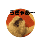 白シュナ  ジャッキー（個別スタンプ：19）
