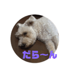 白シュナ  ジャッキー（個別スタンプ：21）