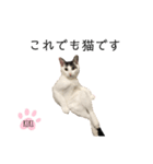 cat暮らし（個別スタンプ：1）