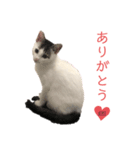 cat暮らし（個別スタンプ：2）