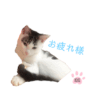 cat暮らし（個別スタンプ：3）