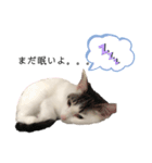 cat暮らし（個別スタンプ：4）