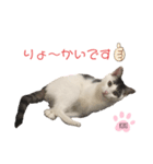 cat暮らし（個別スタンプ：5）