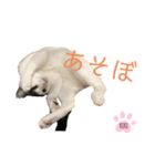 cat暮らし（個別スタンプ：6）