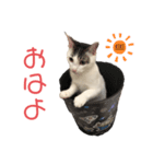 cat暮らし（個別スタンプ：7）