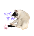 cat暮らし（個別スタンプ：8）